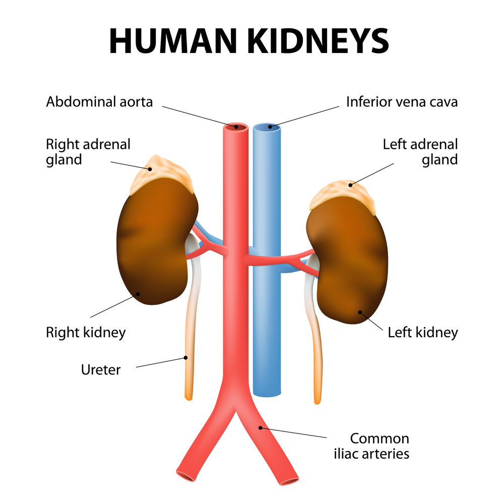 Medication Management and CKD