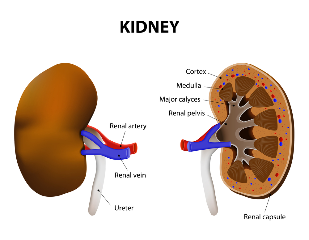Celecoxib and Kidney Function – Case Study