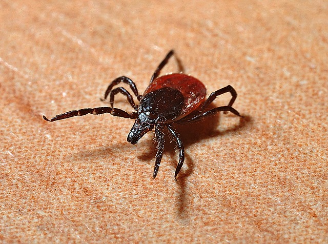 Lyme Disease Clinical Practice Pearls