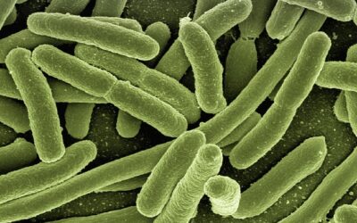EPT and Sexually Transmitted Disease Management