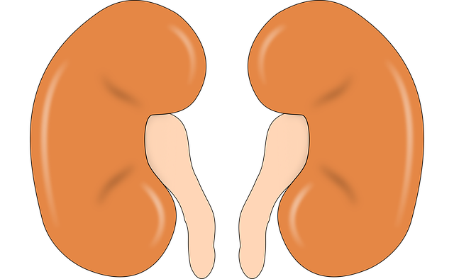 openclipart-vectors-kidney-147499_640